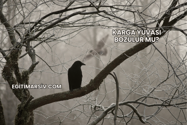 Karga Yuvası Bozulur mu?