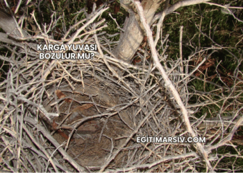 Karga Yuvası Bozulur mu?