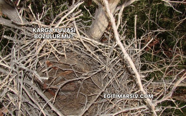 Karga Yuvası Bozulur mu?