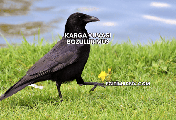 Karga Yuvası Bozulur mu?