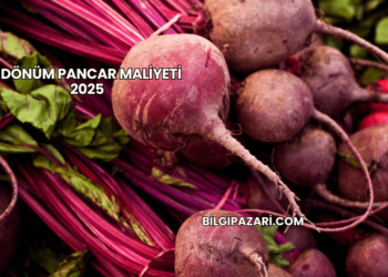 1 Dönüm Pancar Maliyeti 2025