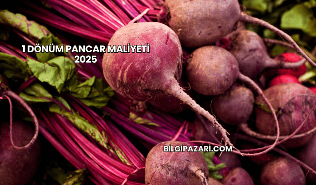 1 Dönüm Pancar Maliyeti 2025