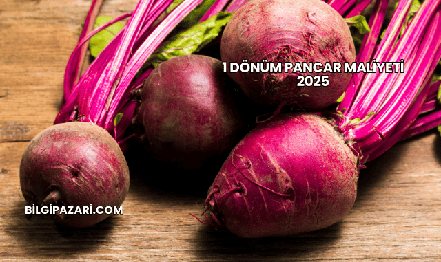 1 Dönüm Pancar Maliyeti 2025