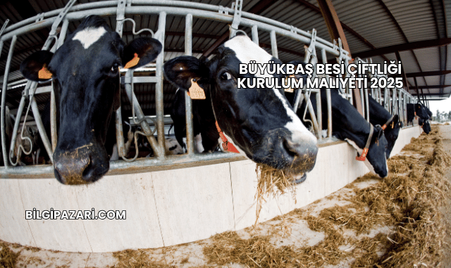 Büyükbaş Besi Çiftliği Kurulum Maliyeti 2025
