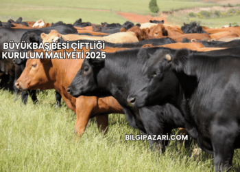 Büyükbaş Besi Çiftliği Kurulum Maliyeti 2025