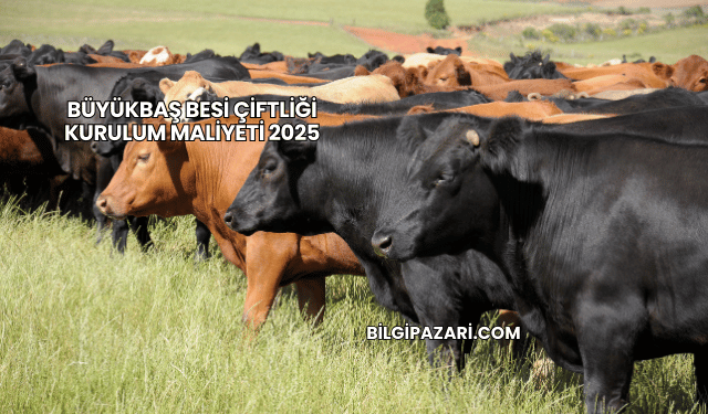 Büyükbaş Besi Çiftliği Kurulum Maliyeti 2025