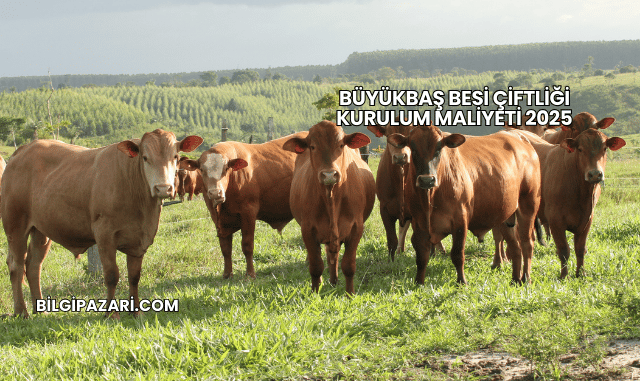 Büyükbaş Besi Çiftliği Kurulum Maliyeti 2025