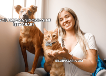 Evcil Hayvan Sigortası Ne İşe Yarar?