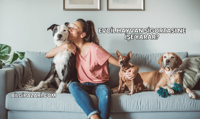 Evcil Hayvan Sigortası Ne İşe Yarar?