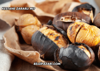 Kestane Zararlı mı?