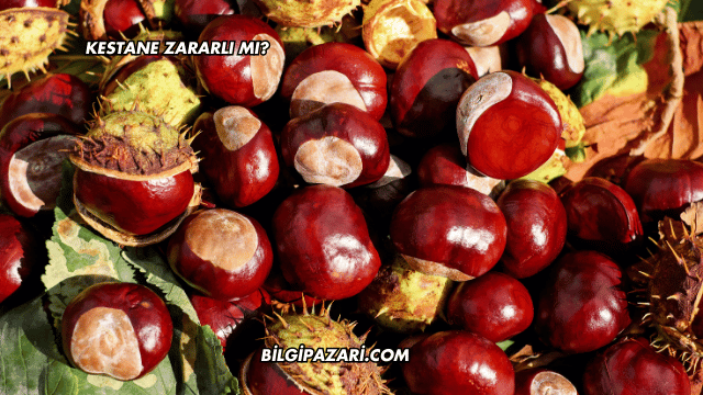 Kestane Zararlı mı?