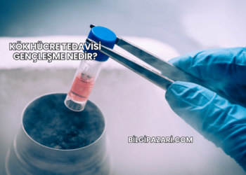 Kök Hücre Tedavisi Gençleşme Nedir?