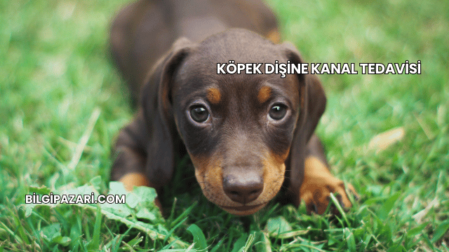 Köpek Dişine Kanal Tedavisi