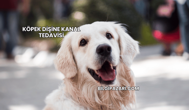 Köpek Dişine Kanal Tedavisi