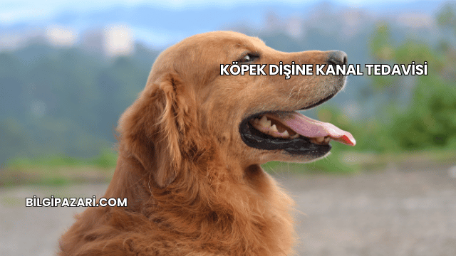 Köpek Dişine Kanal Tedavisi