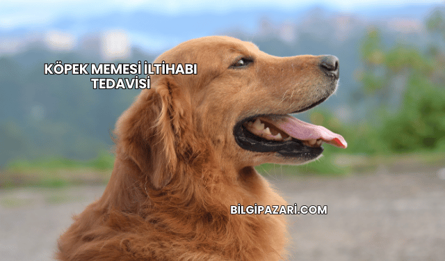 Köpek Memesi İltihabı Tedavisi