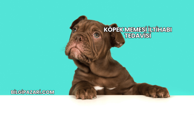 Köpek Memesi İltihabı Tedavisi