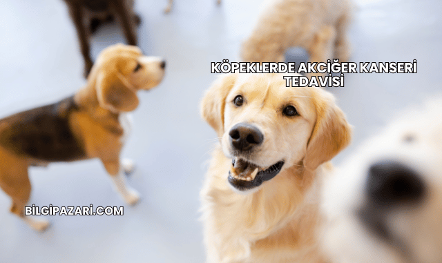 Köpeklerde Akciğer Kanseri Tedavisi