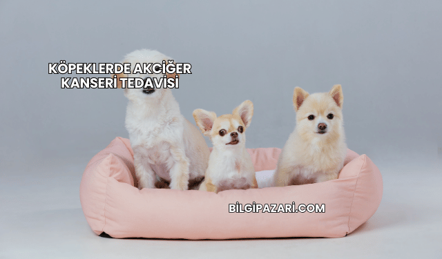 Köpeklerde Akciğer Kanseri Tedavisi