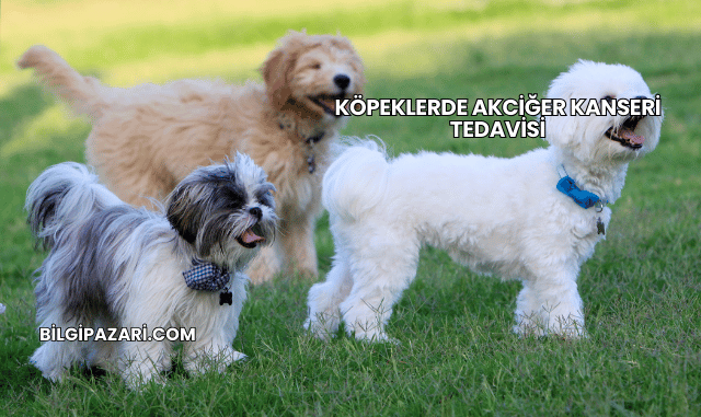Köpeklerde Akciğer Kanseri Tedavisi