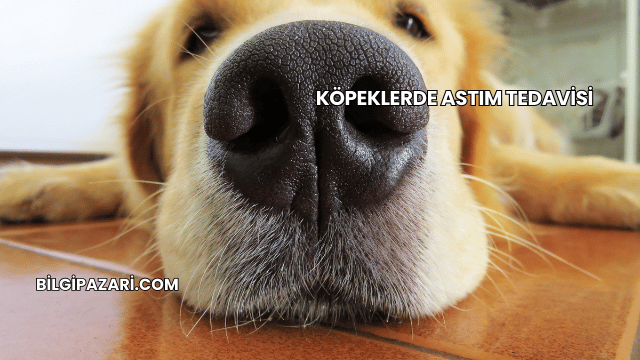 Köpeklerde Astım Tedavisi