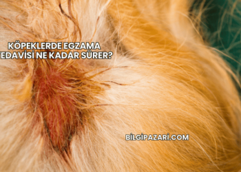 Köpeklerde Egzama Tedavisi Ne Kadar Sürer?