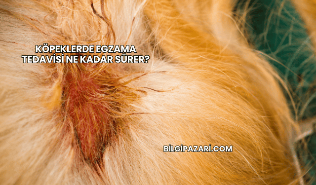 Köpeklerde Egzama Tedavisi Ne Kadar Sürer?