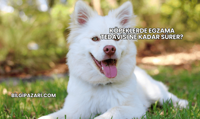 Köpeklerde Egzama Tedavisi Ne Kadar Sürer?