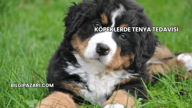 Köpeklerde Tenya Tedavisi
