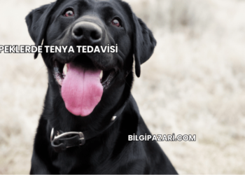 Köpeklerde Tenya Tedavisi