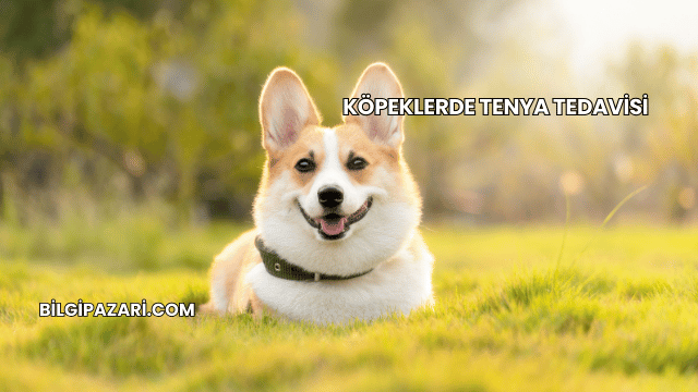 Köpeklerde Tenya Tedavisi