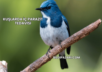 Kuşlarda İç Parazit Tedavisi