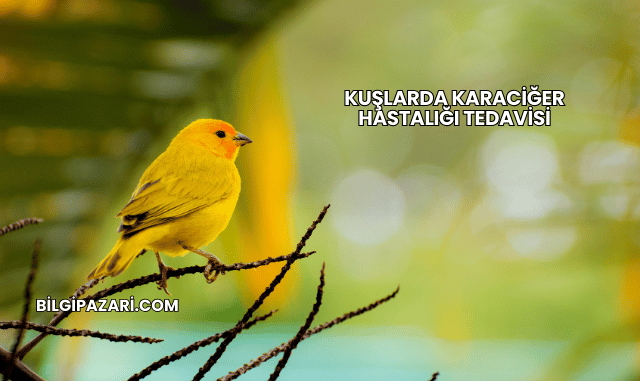 Kuşlarda Karaciğer Hastalığı Tedavisi