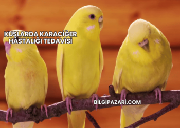 Kuşlarda Karaciğer Hastalığı Tedavisi