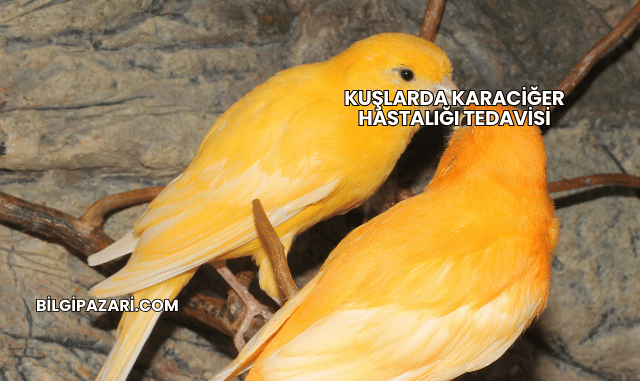 Kuşlarda Karaciğer Hastalığı Tedavisi