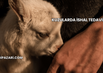 Kuzularda İshal Tedavisi