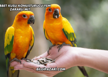 Muhabbet Kuşu Konuşturucu Yem Zararlı mı?