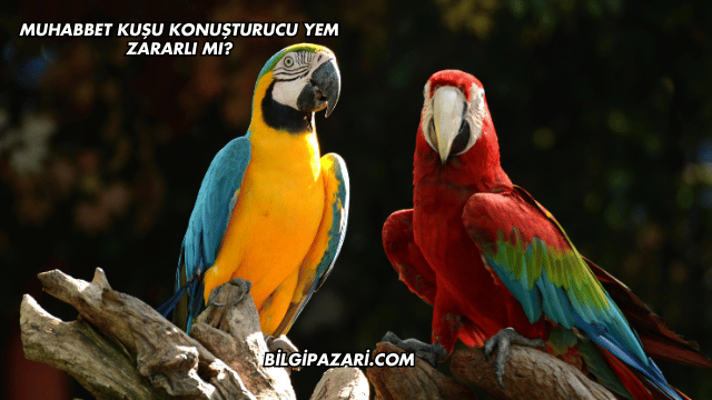 Muhabbet Kuşu Konuşturucu Yem Zararlı mı?