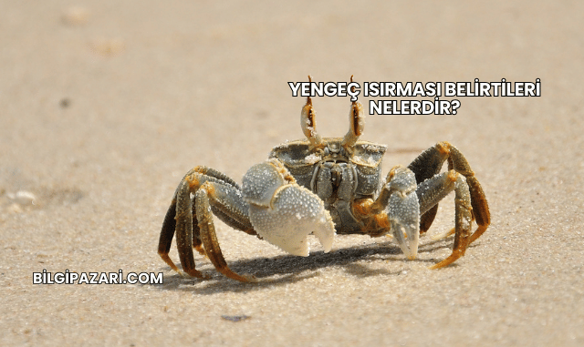 Yengeç Isırması Belirtileri Nelerdir?