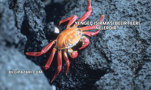 Yengeç Isırması Belirtileri Nelerdir?