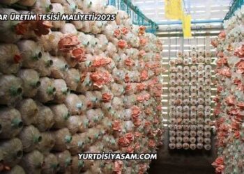 Mantar Üretim Tesisi Maliyeti 2025