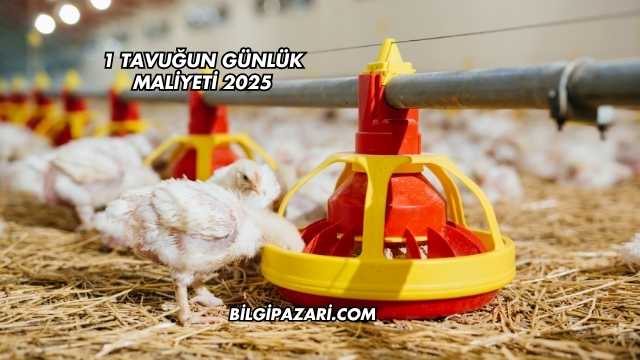1 Tavuğun Günlük Maliyeti 2025
