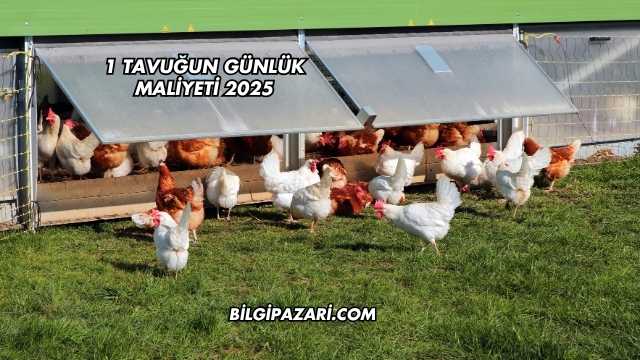 1 Tavuğun Günlük Maliyeti 2025
