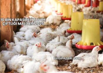 10 Bin Kapasiteli Tavuk Çiftliği Maliyeti 2025
