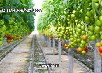 100 M2 Sera Maliyeti 2025