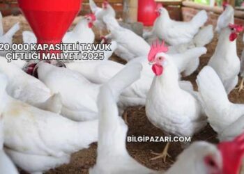 20.000 Kapasiteli Tavuk Çiftliği Maliyeti 2025