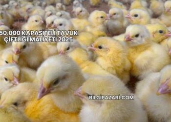50.000 Kapasiteli Tavuk Çiftliği Maliyeti 2025