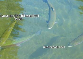 Alabalık Çiftliği Maliyeti 2025