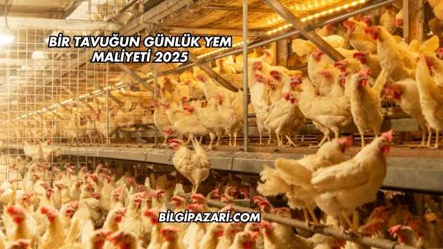 Bir Tavuğun Günlük Yem Maliyeti 2025