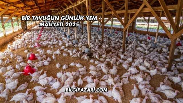 Bir Tavuğun Günlük Yem Maliyeti 2025